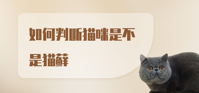 如何判断猫咪是不是猫藓