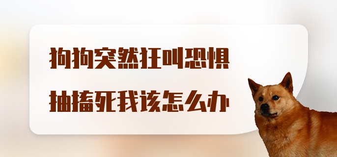 狗狗突然狂叫恐惧抽搐死我该怎么办