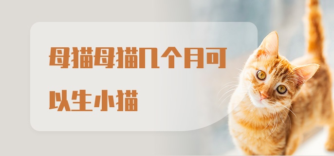 母猫母猫几个月可以生小猫