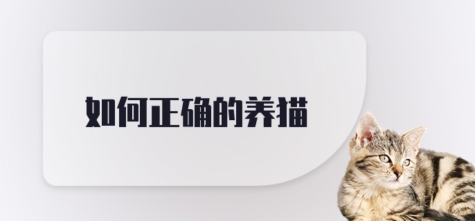 如何正确的养猫