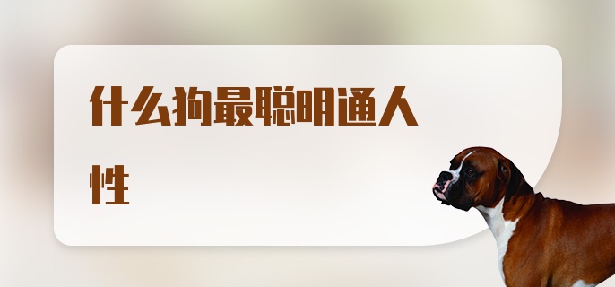 什么狗最聪明通人性