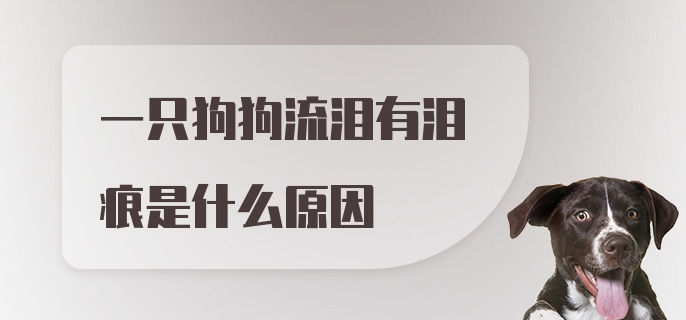 一只狗狗流泪有泪痕是什么原因