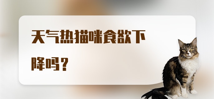 天气热猫咪食欲下降吗？