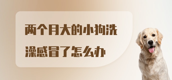 两个月大的小狗洗澡感冒了怎么办