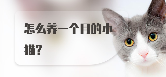 怎么养一个月的小猫？