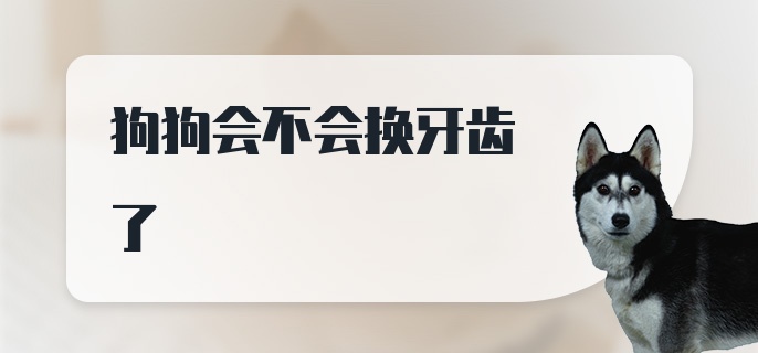 狗狗会不会换牙齿了