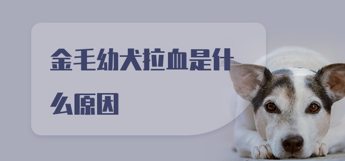 金毛幼犬拉血是什么原因