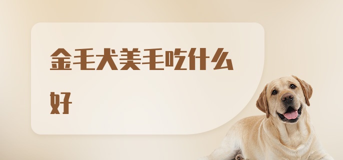 金毛犬美毛吃什么好