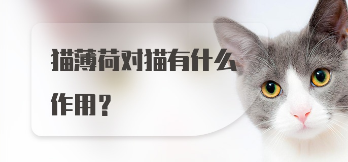 猫薄荷对猫有什么作用?