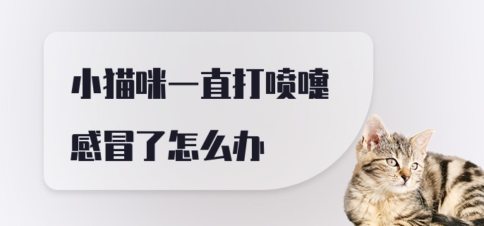 小猫咪一直打喷嚏感冒了怎么办