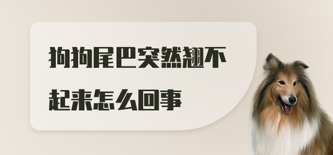 狗狗尾巴突然翘不起来怎么回事