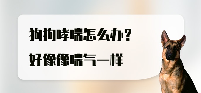 狗狗哮喘怎么办？好像像喘气一样