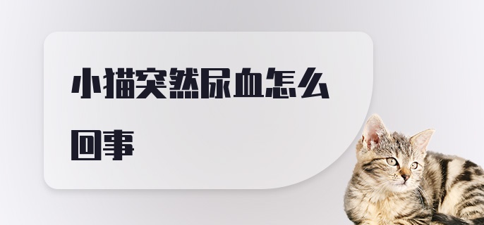 小猫突然尿血怎么回事