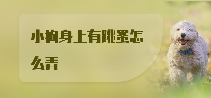 小狗身上有跳蚤怎么弄