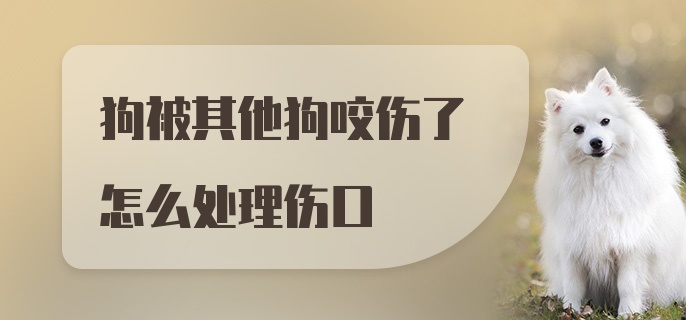 狗被其他狗咬伤了怎么处理伤口