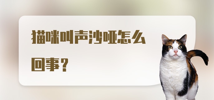 猫咪叫声沙哑怎么回事？