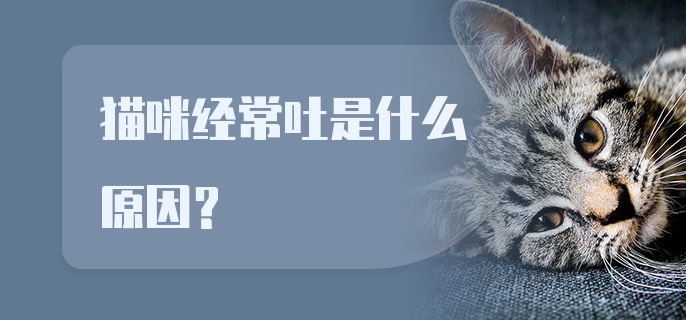 猫咪经常吐是什么原因?