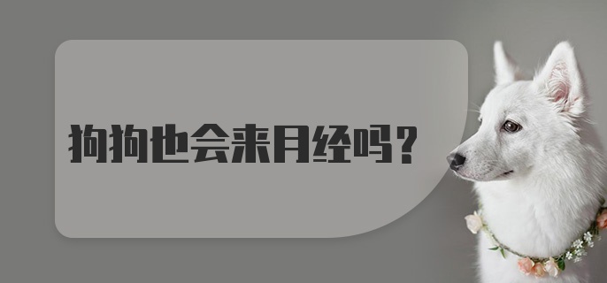 狗狗也会来月经吗？