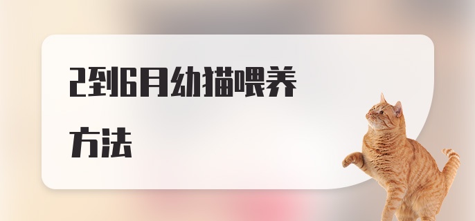 2到6月幼猫喂养方法