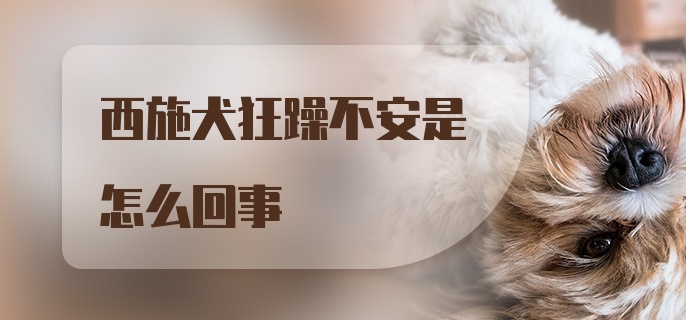 西施犬狂躁不安是怎么回事