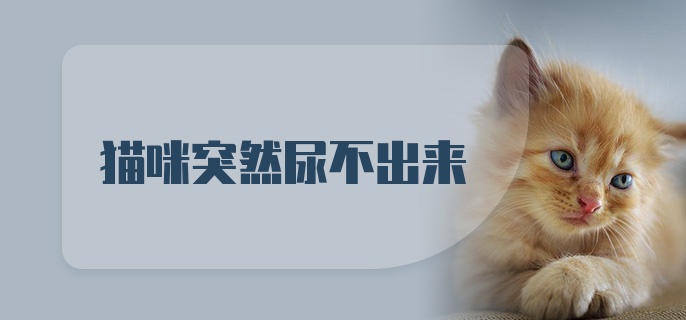 猫咪突然尿不出来