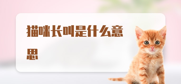 猫咪长叫是什么意思