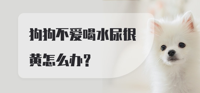 狗狗不爱喝水尿很黄怎么办？