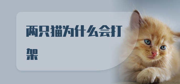 两只猫为什么会打架