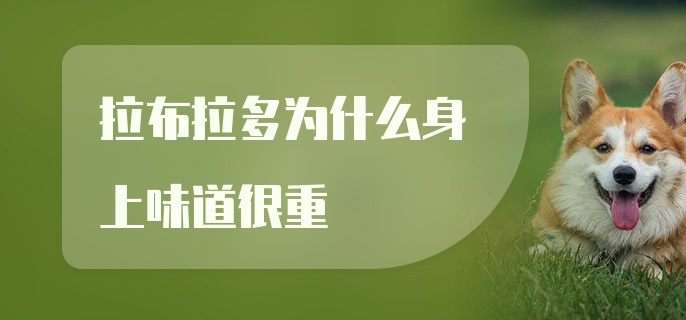 拉布拉多为什么身上味道很重