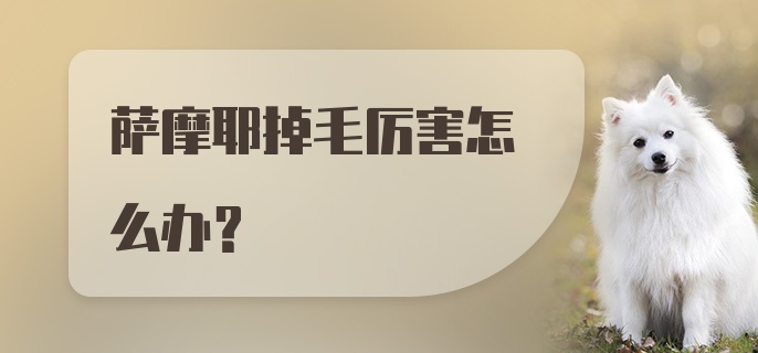 萨摩耶掉毛厉害怎么办？