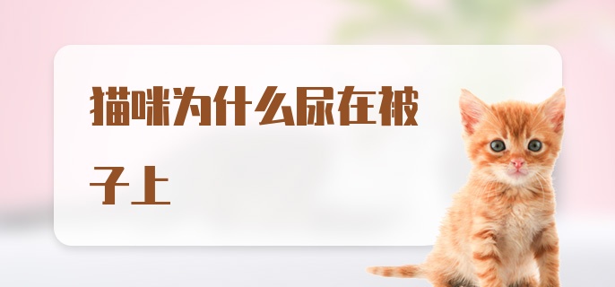 猫咪为什么尿在被子上