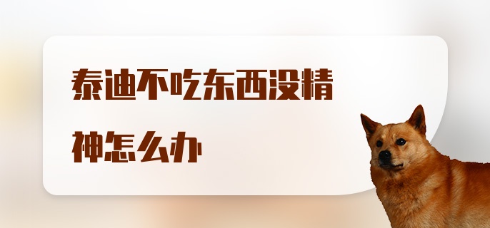 泰迪不吃东西没精神怎么办