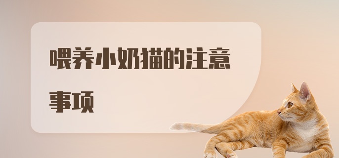 喂养小奶猫的注意事项