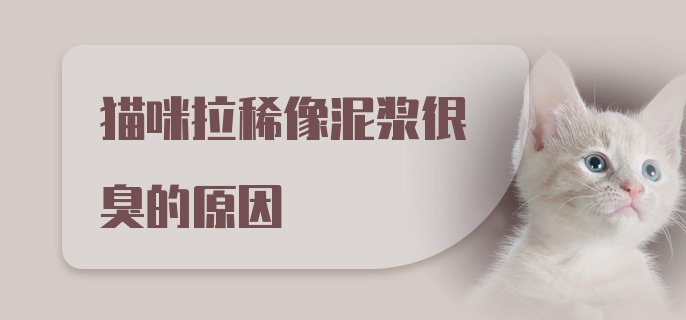 猫咪拉稀像泥浆很臭的原因