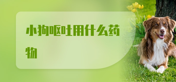 小狗呕吐用什么药物