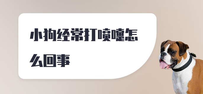 小狗经常打喷嚏怎么回事