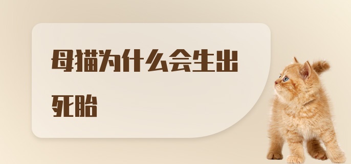 母猫为什么会生出死胎