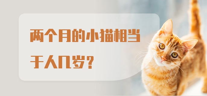 两个月的小猫相当于人几岁？