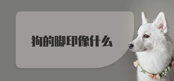 狗的脚印像什么