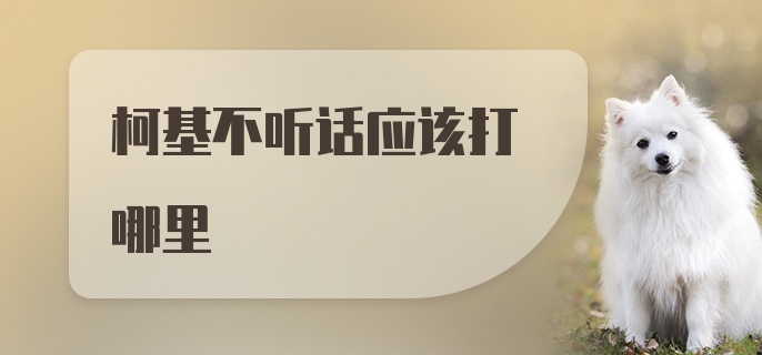 柯基不听话应该打哪里