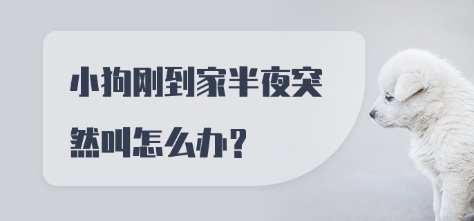 小狗刚到家半夜突然叫怎么办？