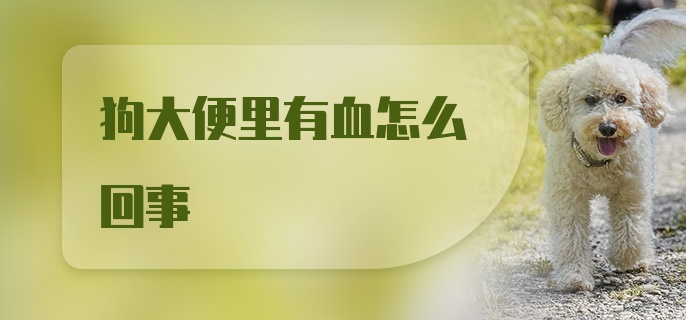 狗大便里有血怎么回事