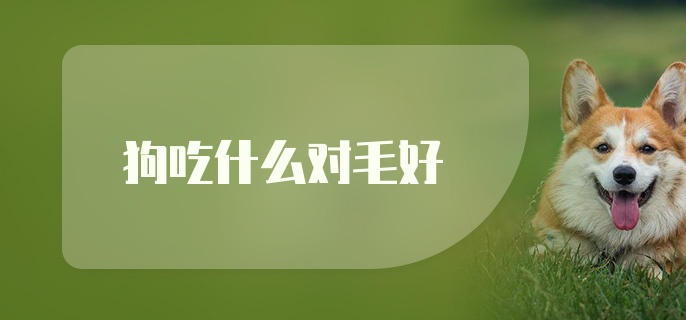 狗吃什么对毛好