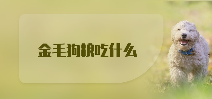 金毛狗粮吃什么