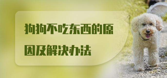 狗狗不吃东西的原因及解决办法