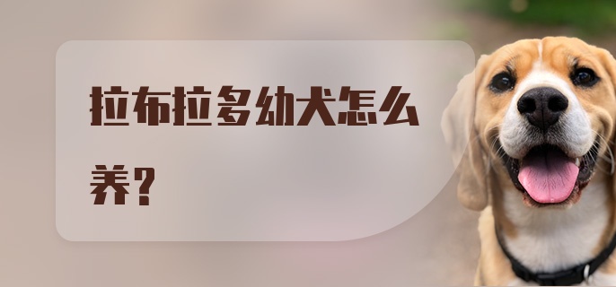 拉布拉多幼犬怎么养？