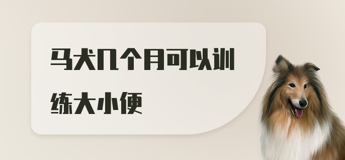 马犬几个月可以训练大小便