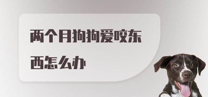 两个月狗狗爱咬东西怎么办