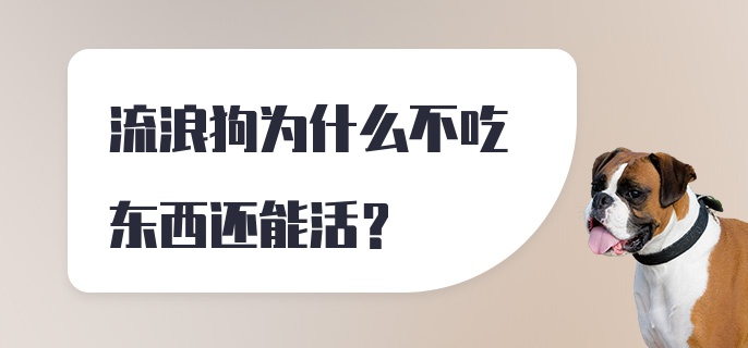 流浪狗为什么不吃东西还能活？