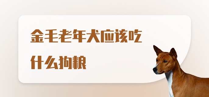 金毛老年犬应该吃什么狗粮